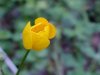Common Buttercup (Ranunculus acris)