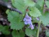 Ground Ivy; Gill-over-the-ground;  Creeping Charlie (Glechoma  hederacea)