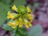 Common Wintercress (Babarea vulgaris)