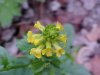 Common Wintercress (Barbarea vulgaris)