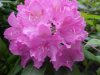 Mountain Rosebay; Catawba Rhododendron (Rhodododendron catawbiense)