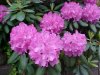 Mountain Rosebay; Catawba Rhododendron (Rhodododendron catawbiense)