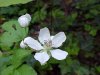 Allegheny Blackberry (Rubus allegheniensis porter agg)