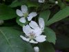 Allegheny Blackberry  (Rubus allegheniensis porter agg)