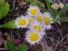 Philadelphia Fleabane (Erigeron philadelphicus)