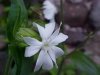 White Campion; Evening Lychnis; White Cockle (Silene latifolia, Silene  Alba)