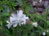 White Campion; Evening Lychnis; White Cockle (Silene latifolia, Silene Alba)