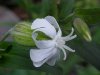 White Campion; Evening Lychnis; White Cockle (Silene latifolia, Silene Alba)