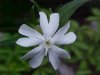 White Campion; Evening Lychnis; White Cockle (Silene latifolia, Silene  Alba)