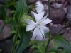 White Campion; Evening Lychnis; White Cockle (Silene latifolia, Silene Alba)