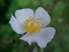 Multiflora Rose (Rosa multiflora)