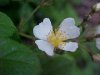 Multiflora Rose (Rosa multiflora)