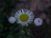 Philadelphia Fleabane (Erigeron philadelphicus)