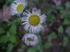 Philadelphia Fleabane (Erigeron philadelphicus)