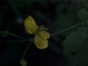 Greater Celandine; Wartweed (Chelidonium majus)