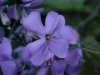 Dame's Rocket; Dame's Violet; Mother-of-the-Evening (Hesperis matronalis)