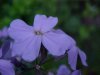 Dame's Rocket; Dame's Violet; Mother-of-the-Evening (Hesperis matronalis)