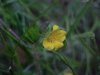 Canadian Dwarf Cinquefoil (Potentilla canadensis)