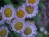 Philadelphia Fleabane (Erigeron philadelphicus)