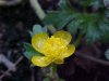 Yellow Globeflower (Trollius laxus)