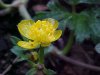 Yellow Globeflower (Trollius laxus)