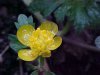 Yellow Globeflower (Trollius laxus)