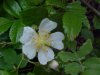 Multiflora Rose (Rosa multiflora)