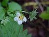 Common Strawberry (Fragaria virginiana)
