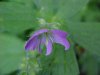Wild Geranium; Crane's Bill (Geranium maculatum)