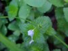 Germander Speedwell; Bird's-eye Speedwell (Veronica chamaedrys)