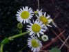 Philadelphia Fleabane (Erigeron philadelphicus)