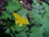 Greater Celandine; Wartweed (Chelidonium majus)