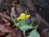 Greater Celandine; Wartweed (Chelidonium majus)