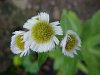 Philadelphia Fleabane (Erigeron philadelphicus)