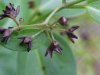 Black swallow-wort (Cynanchum nigrum; Cynanchum rossicum)