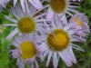 Philadelphia Fleabane (Erigeron philadelphicus)
