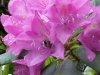 Bee and Mountain Rosebay; Catawba Rhododendron (Rhodododendron catawbiense)