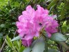 Bee and Mountain Rosebay; Catawba Rhododendron (Rhodododendron catawbiense)