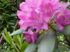 Bee and Mountain Rosebay; Catawba Rhododendron (Rhodododendron catawbiense)