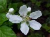 Allegheny Blackberry (Rubus allegheniensis porter agg)