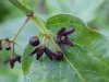 Black swallow-wort (Cynanchum nigrum; Cynanchum rossicum)