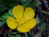 Common Buttercup (Ranunculus acris)
