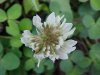 White Clover; Dutch Clover (Trifolium repens)