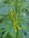 Yellow Sweet Clover (Melilotus officinalis)