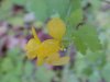Greater Celandine; Wartweed (Chelidonium majus)