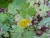 Greater Celandine; Wartweed (Chelidonium majus)