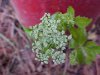 Wild Angelica (Angelica triquinata) - described as closely resembling the very poisoness Water Hemlock (Cicuta maculata)