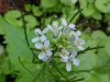 Garlic Mustard (Alliaria petiolata)