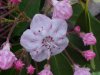 Mountain Laurel (Kalmia latifolia)