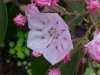 Mountain Laurel (Kalmia latifolia)